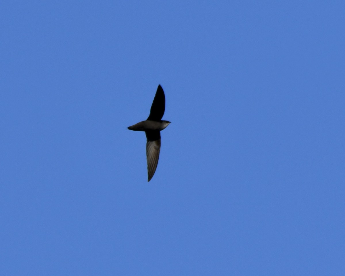 Chimney Swift - ML616811807