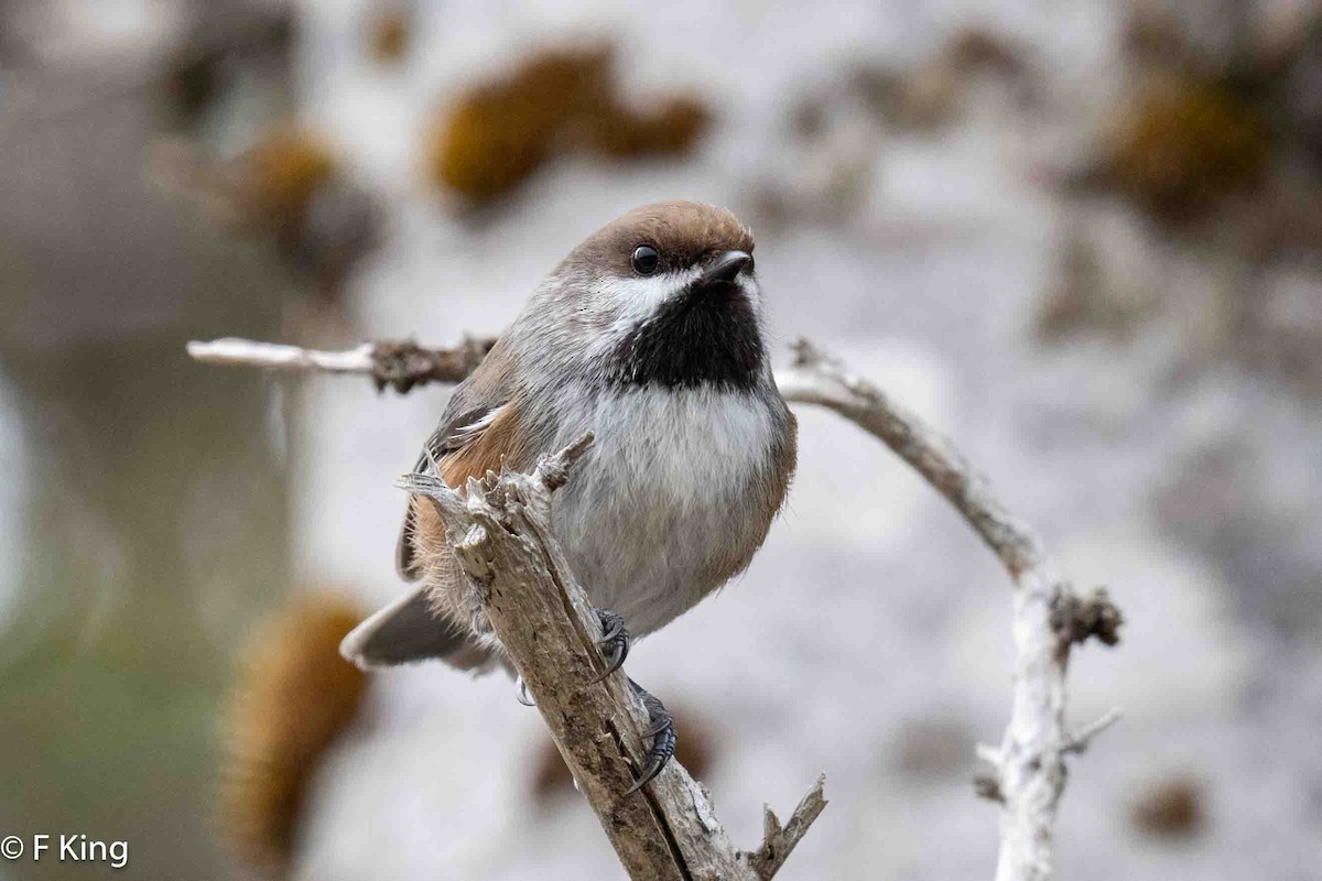 Mésange à tête brune - ML616811811