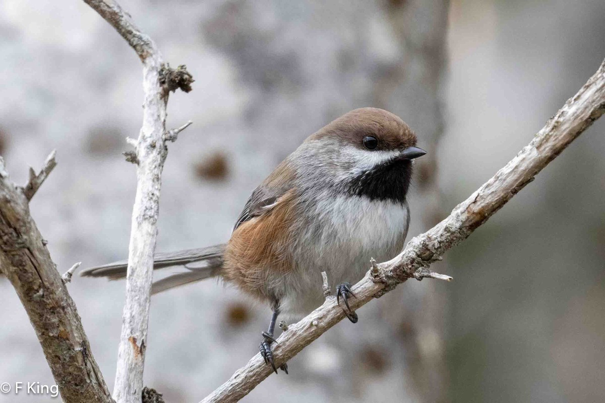 Boreal Chickadee - Frank King