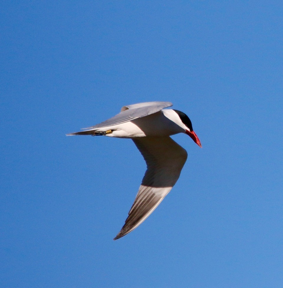 Caspian Tern - ML616811858