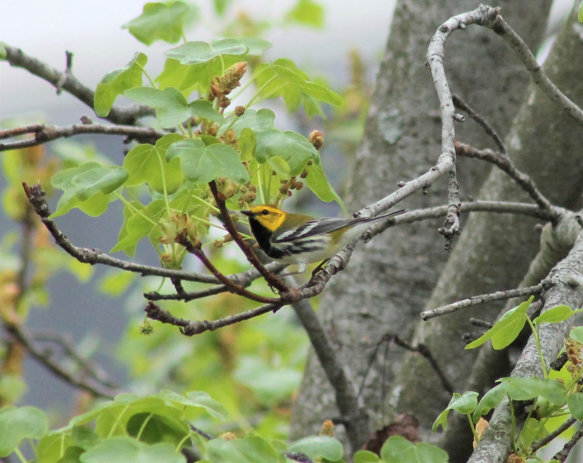 Black-throated Green Warbler - ML616811915