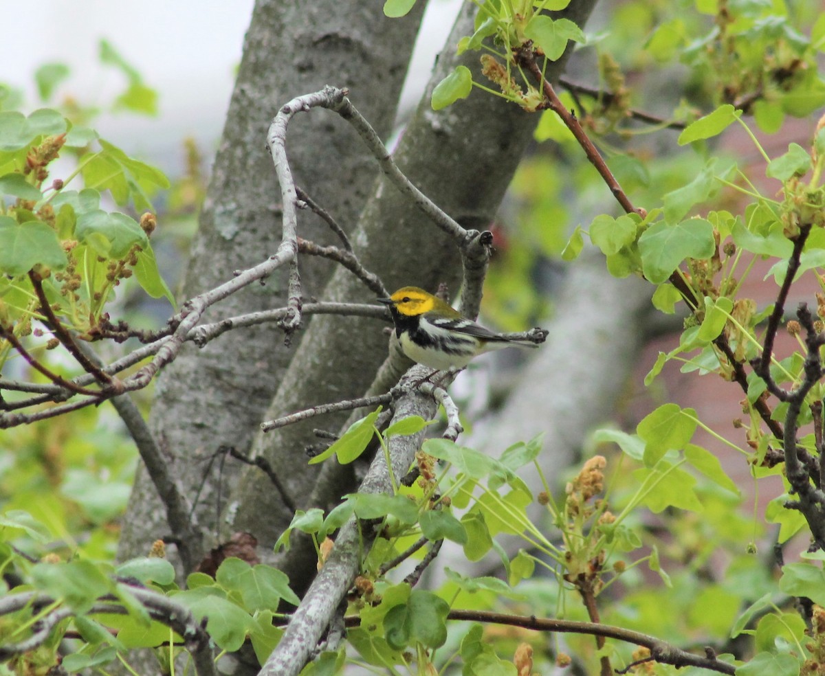 Black-throated Green Warbler - ML616811918
