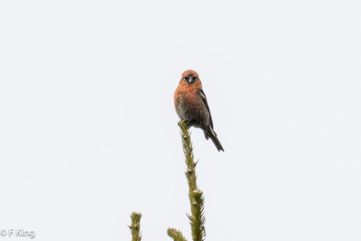 White-winged Crossbill - ML616811919