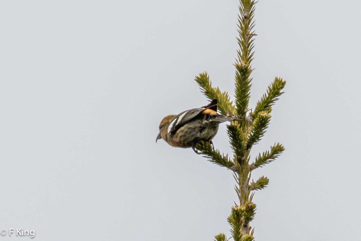 White-winged Crossbill - ML616811921