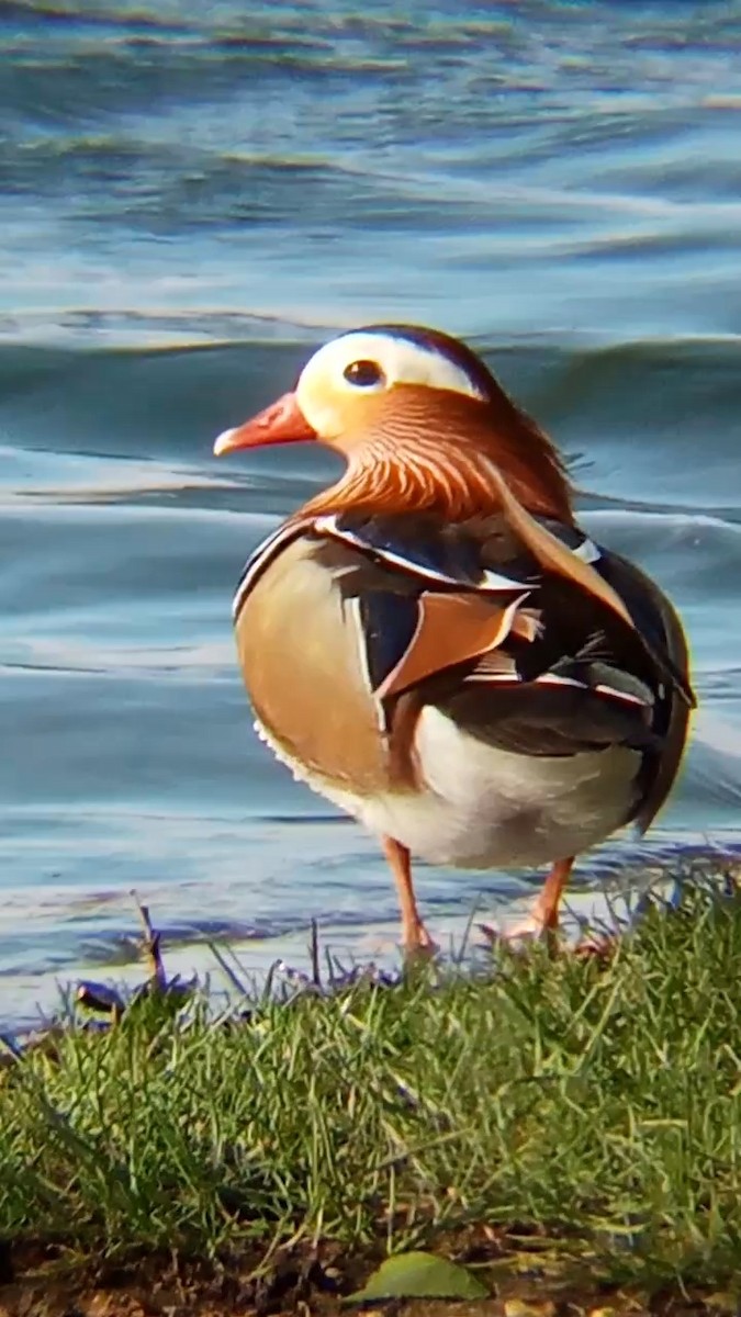 Mandarin Duck - ML616811974