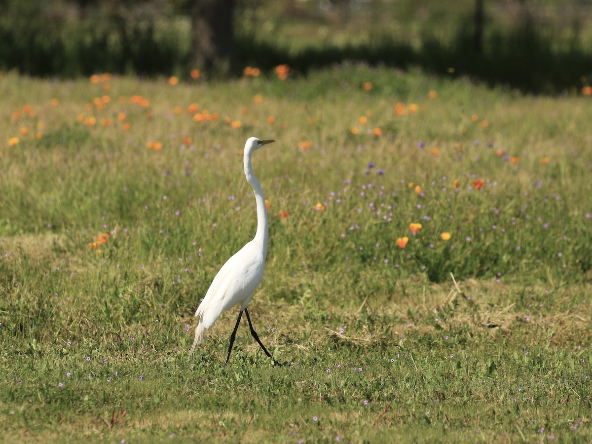 Great Egret - ML616811979