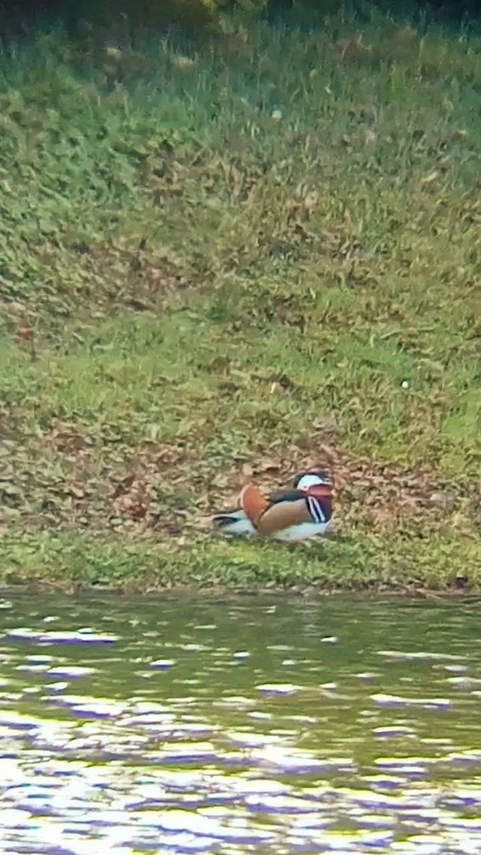 Mandarin Duck - Laurent Pascual-Le Tallec