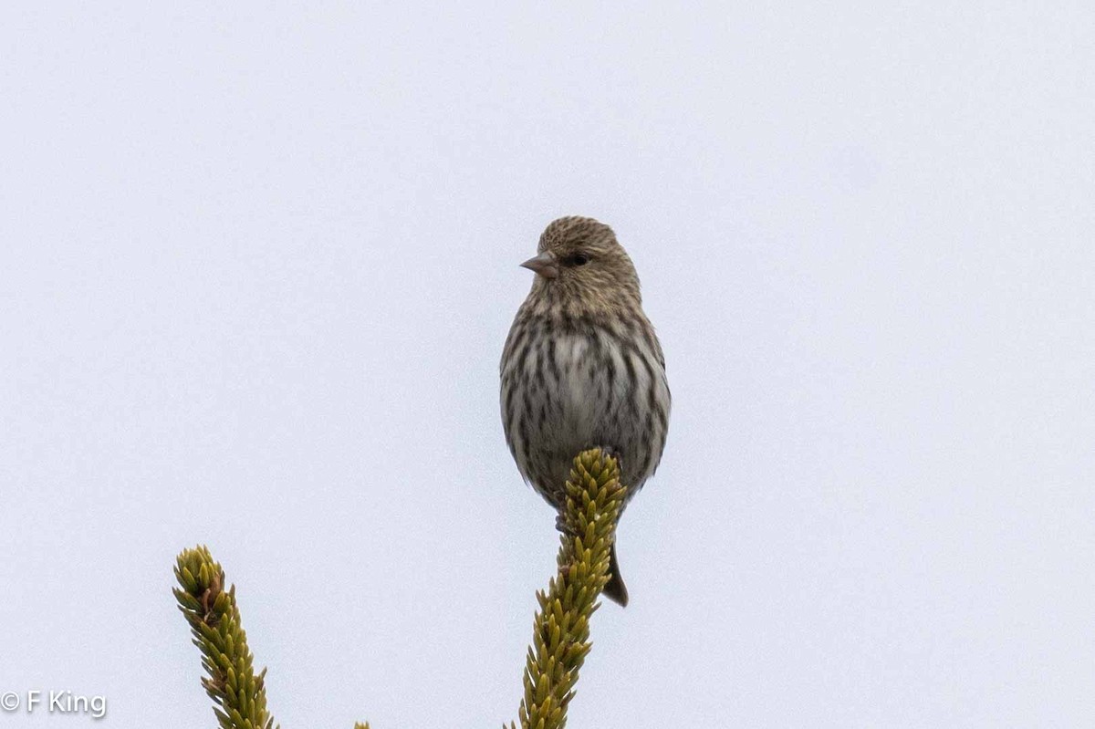 Pine Siskin - ML616812020