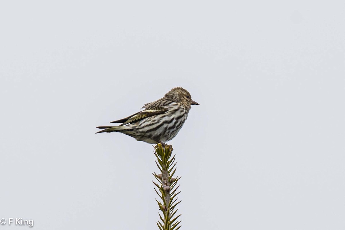 Pine Siskin - Frank King