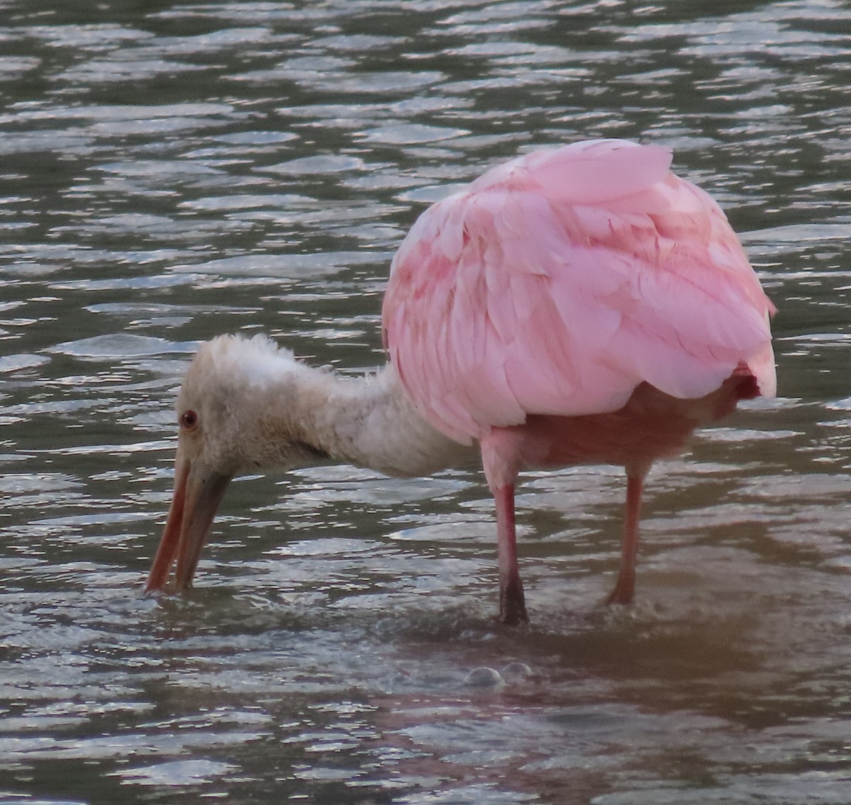 Roseate Spoonbill - Elizabeth Lyons