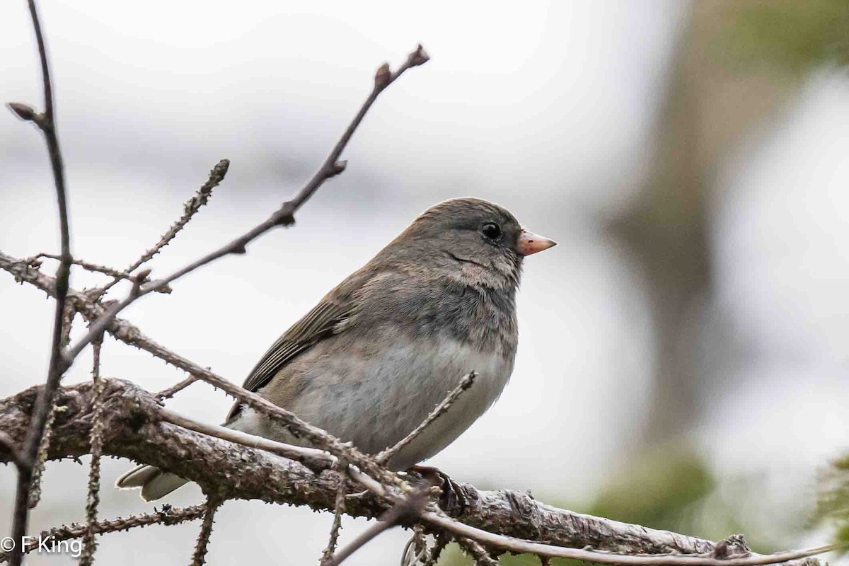 Kara Gözlü Junko (hyemalis/carolinensis) - ML616812040