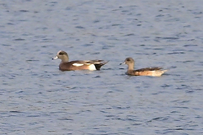 American Wigeon - George McHenry