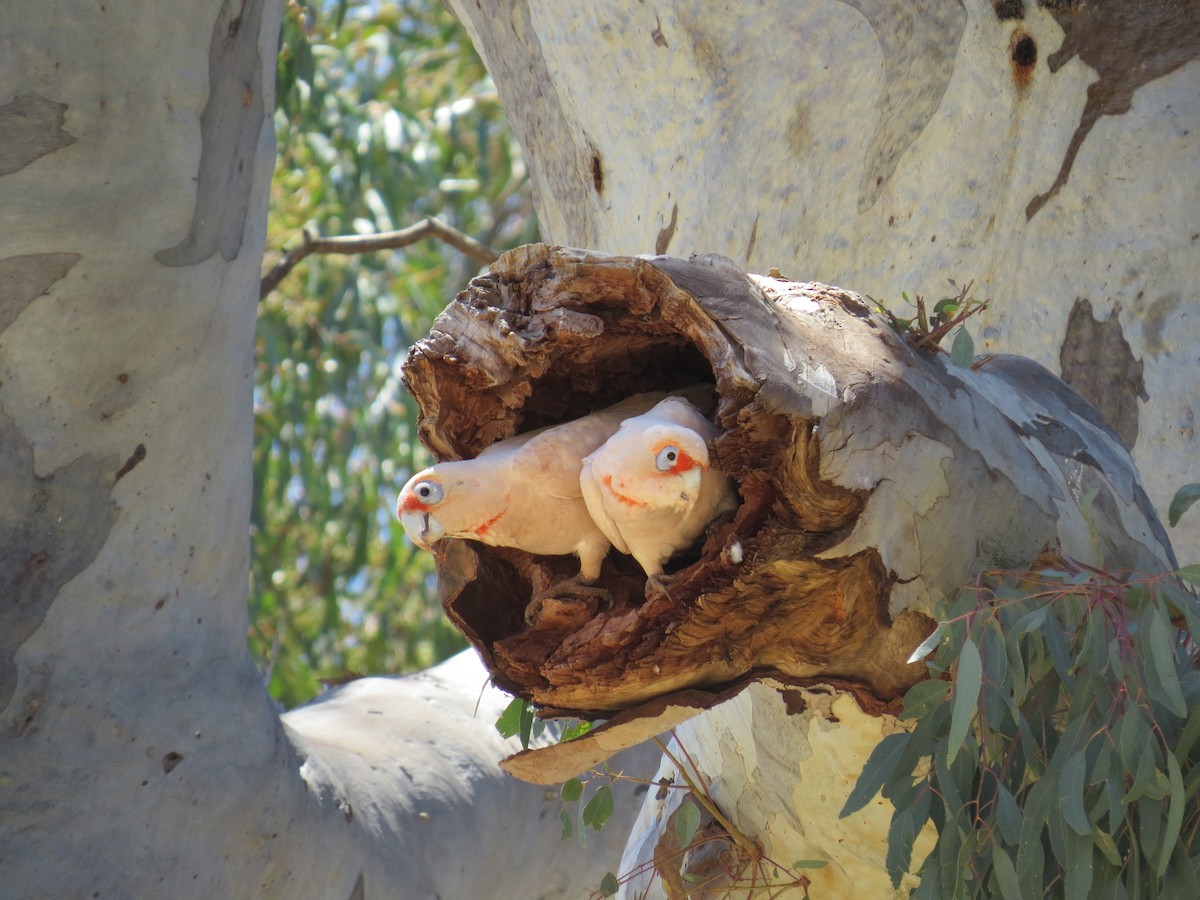 Long-billed Corella - ML616812057