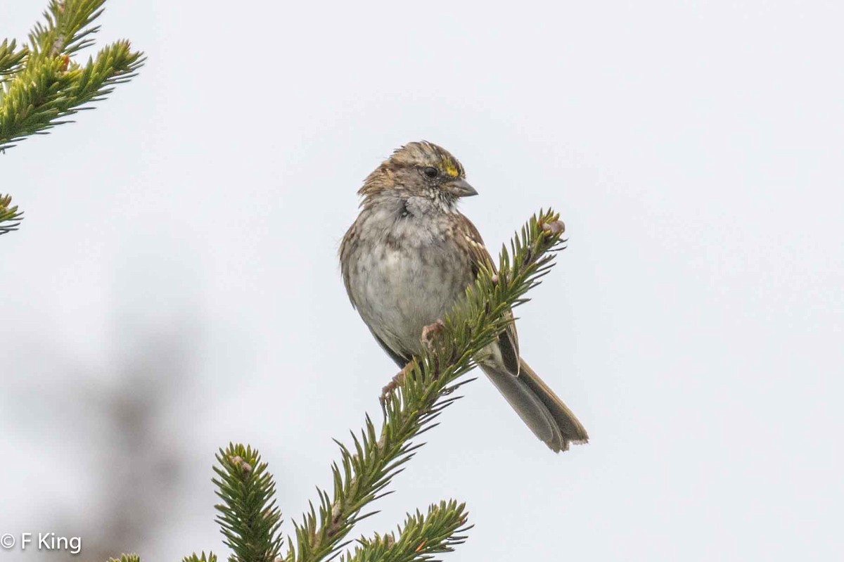 White-throated Sparrow - Frank King