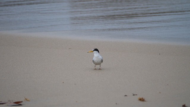 Least Tern - ML616812168