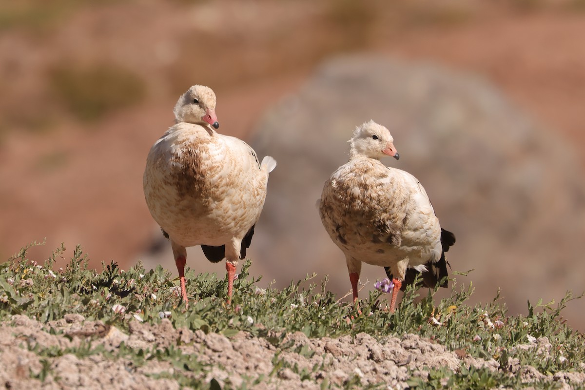 Andean Goose - Robert Hagen