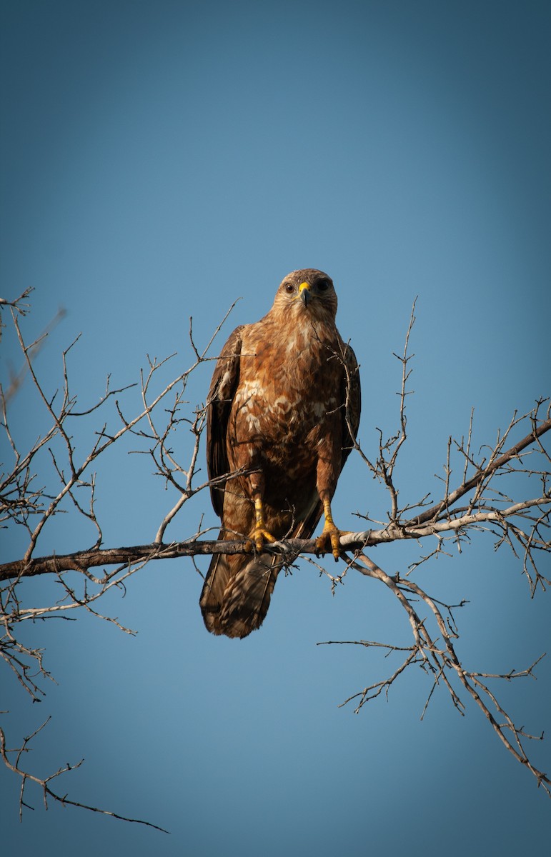 Common Buzzard - ML616812185