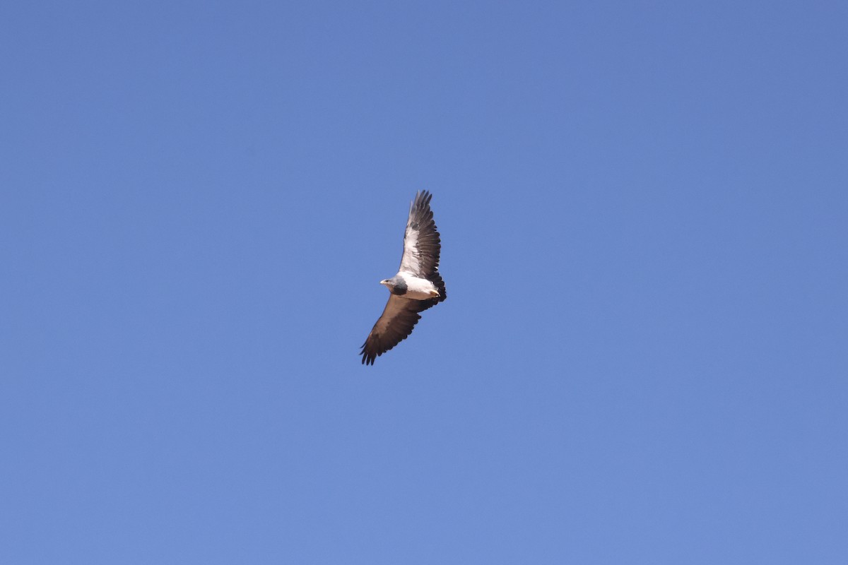 Black-chested Buzzard-Eagle - ML616812191