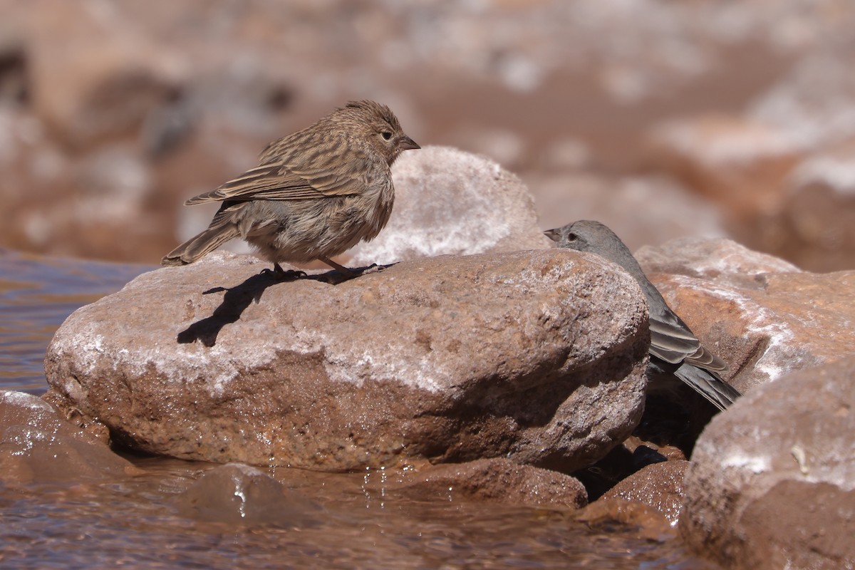 Plumbeous Sierra Finch - ML616812225