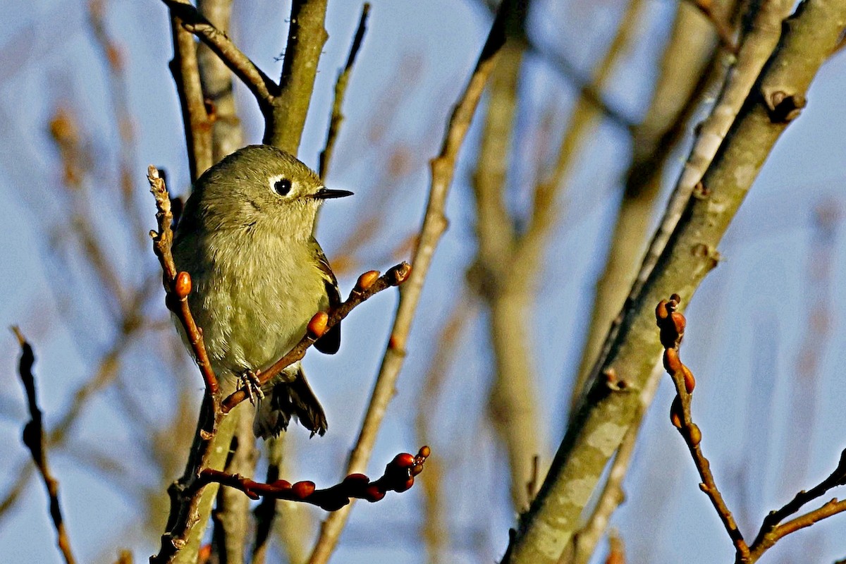 Ruby-crowned Kinglet - ML616812227