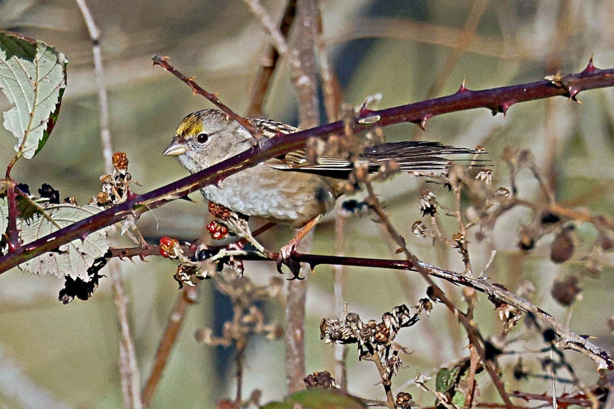 Golden-crowned Sparrow - ML616812238
