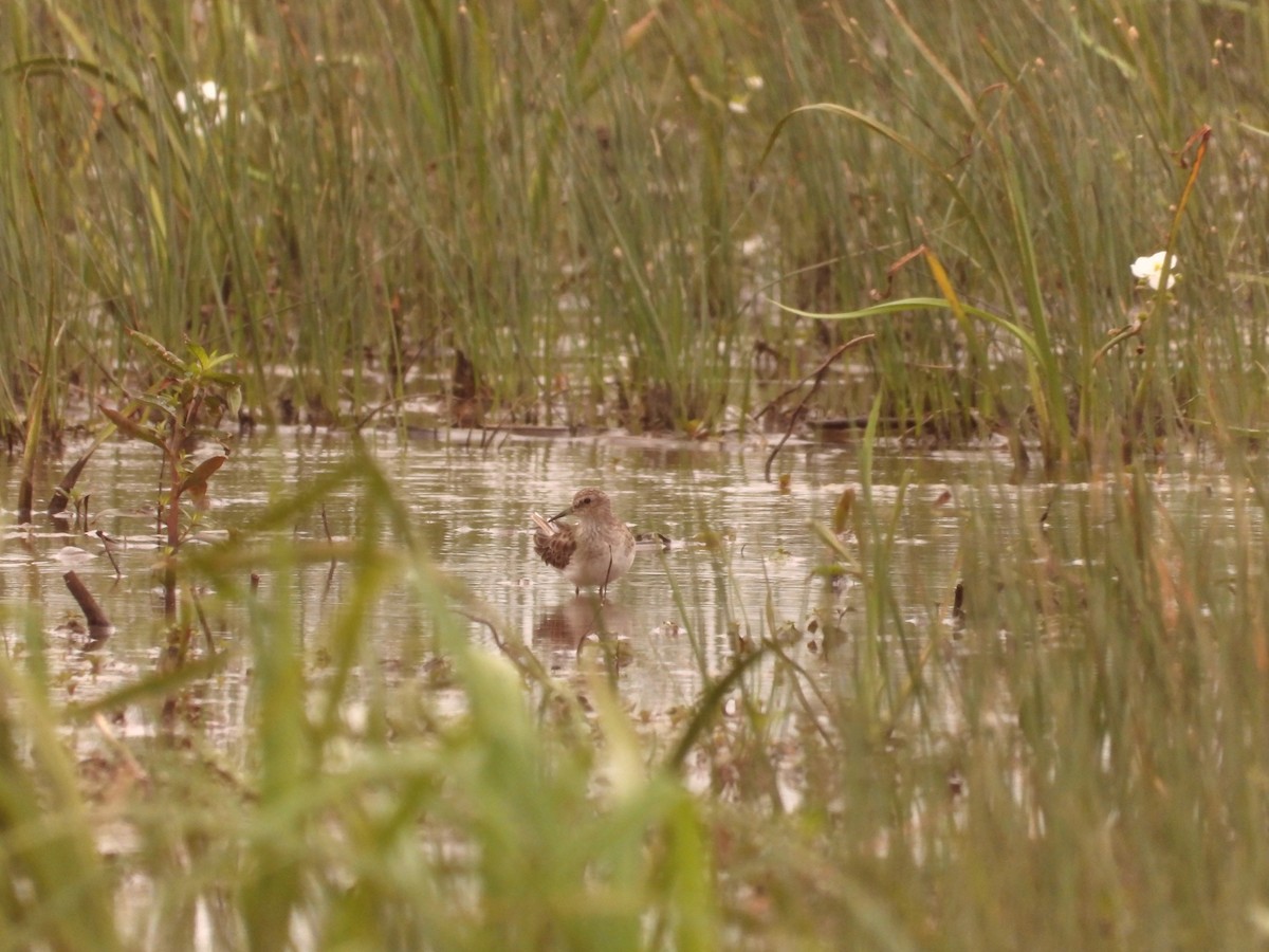 Least Sandpiper - Caleb Persia