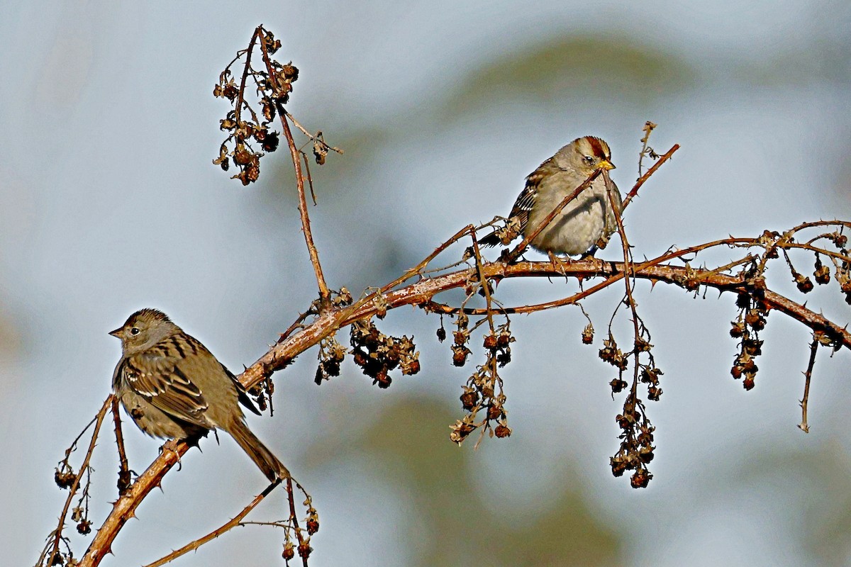 White-crowned Sparrow - Brad Kremer