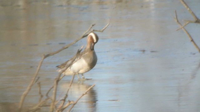 Garganey - ML616812284