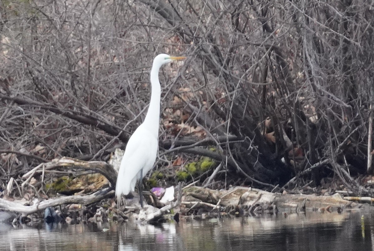 Great Egret - ML616812285