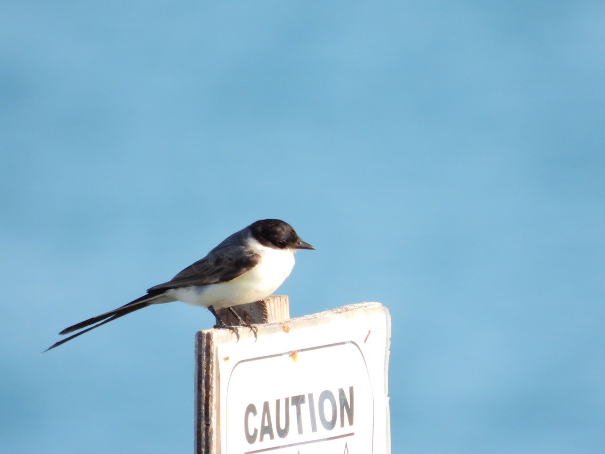 Fork-tailed Flycatcher - ML616812299