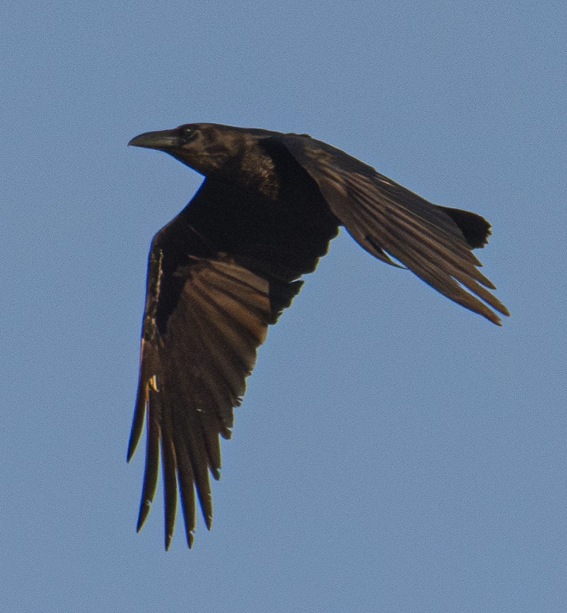 Brown-necked Raven - Clément Berthelot