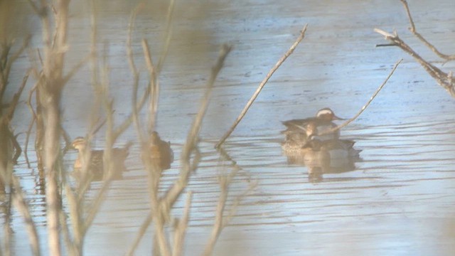 Garganey - ML616812302