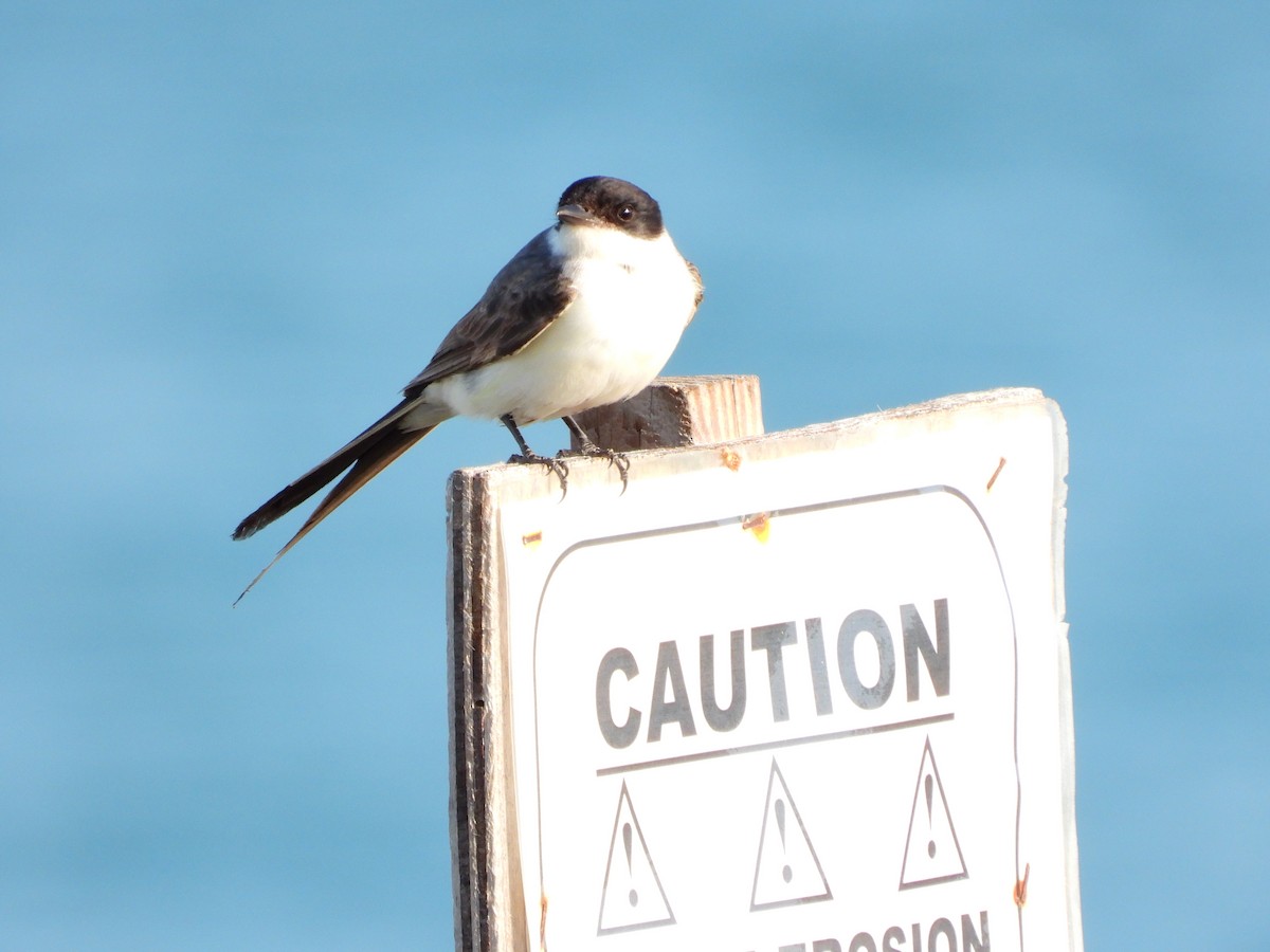 Fork-tailed Flycatcher - ML616812303