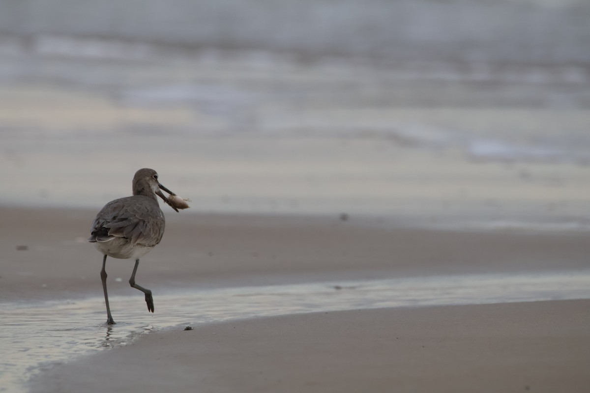 Willet - ML616812308