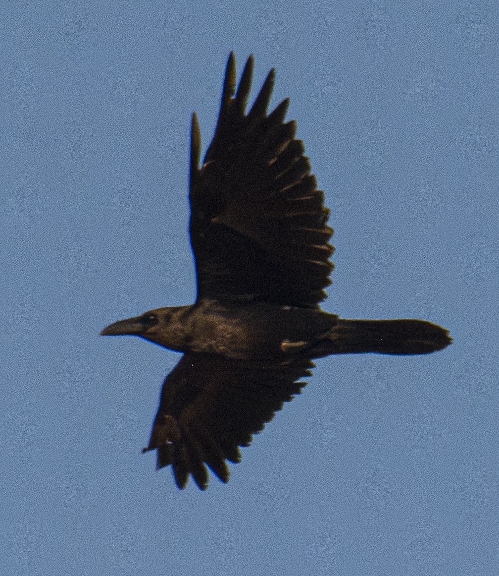 Brown-necked Raven - Clément Berthelot