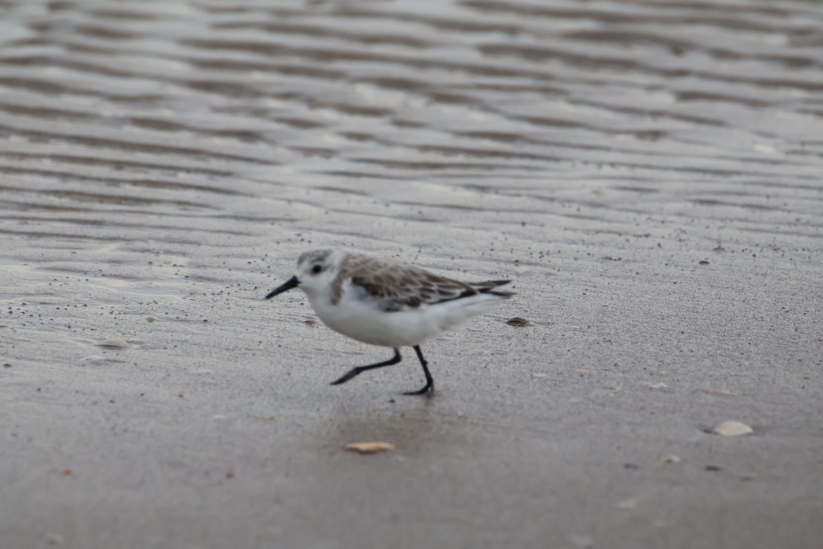 Sanderling - ML616812318