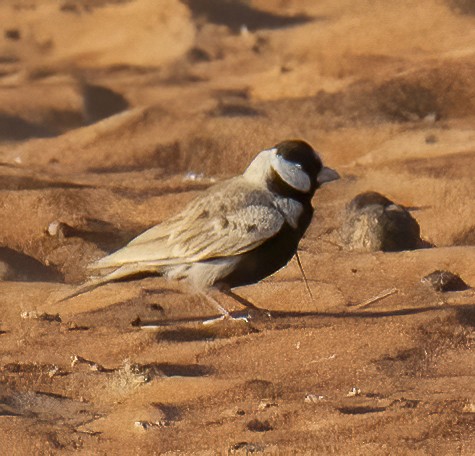 Black-crowned Sparrow-Lark - Clément Berthelot