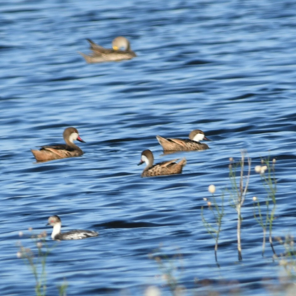 White-cheeked Pintail - ML616812322