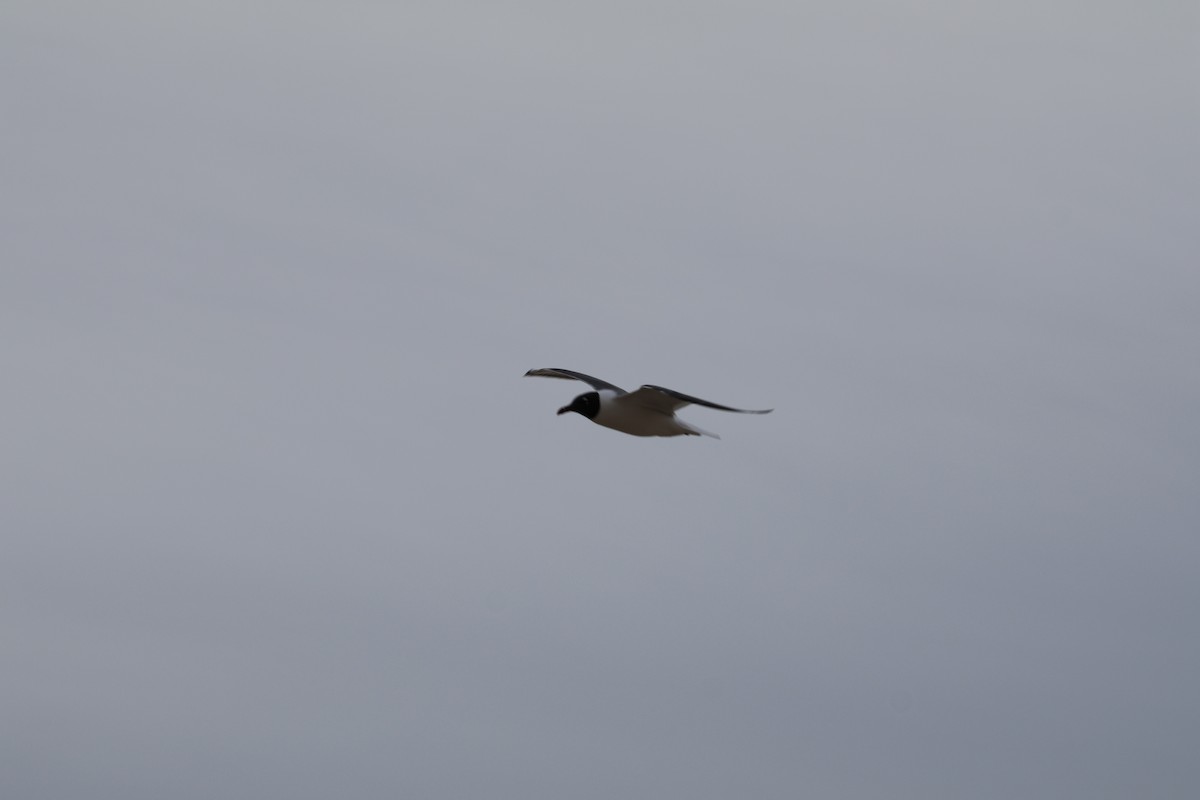 Laughing Gull - ML616812324