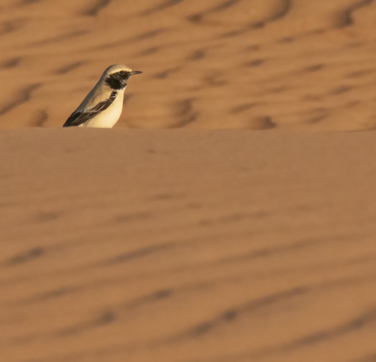 Desert Wheatear - Clément Berthelot