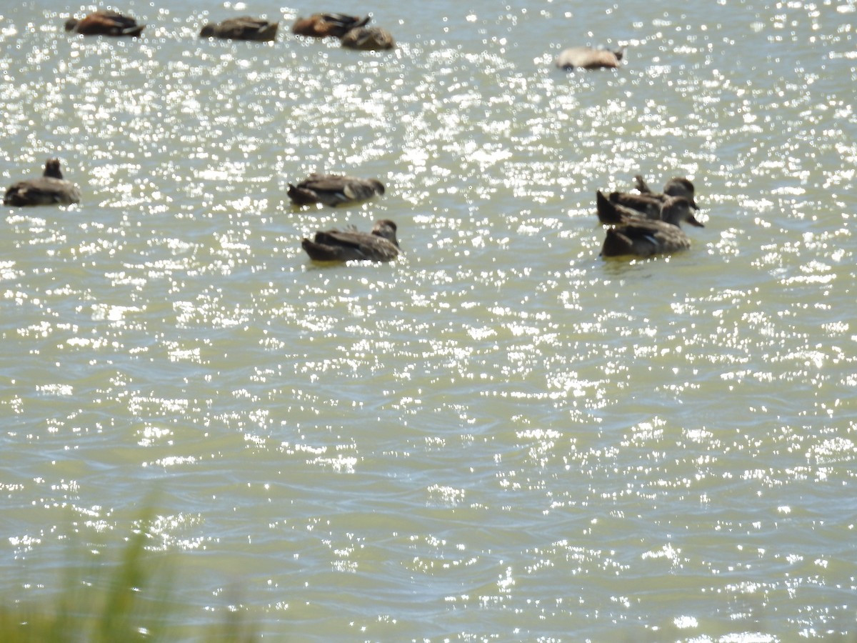 Crested Duck - ML616812338