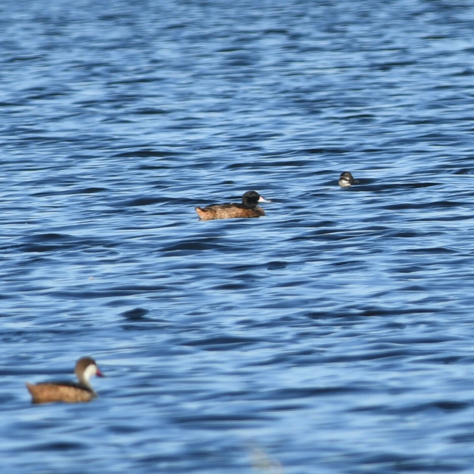 Black-headed Duck - ML616812341