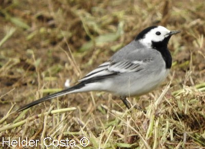 White Wagtail - ML616812344