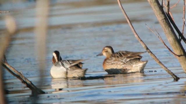 Garganey - ML616812415