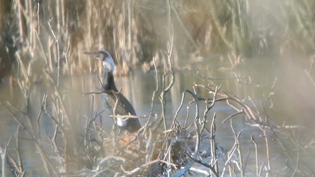 kormorán velký (ssp. sinensis/hanedae) - ML616812427