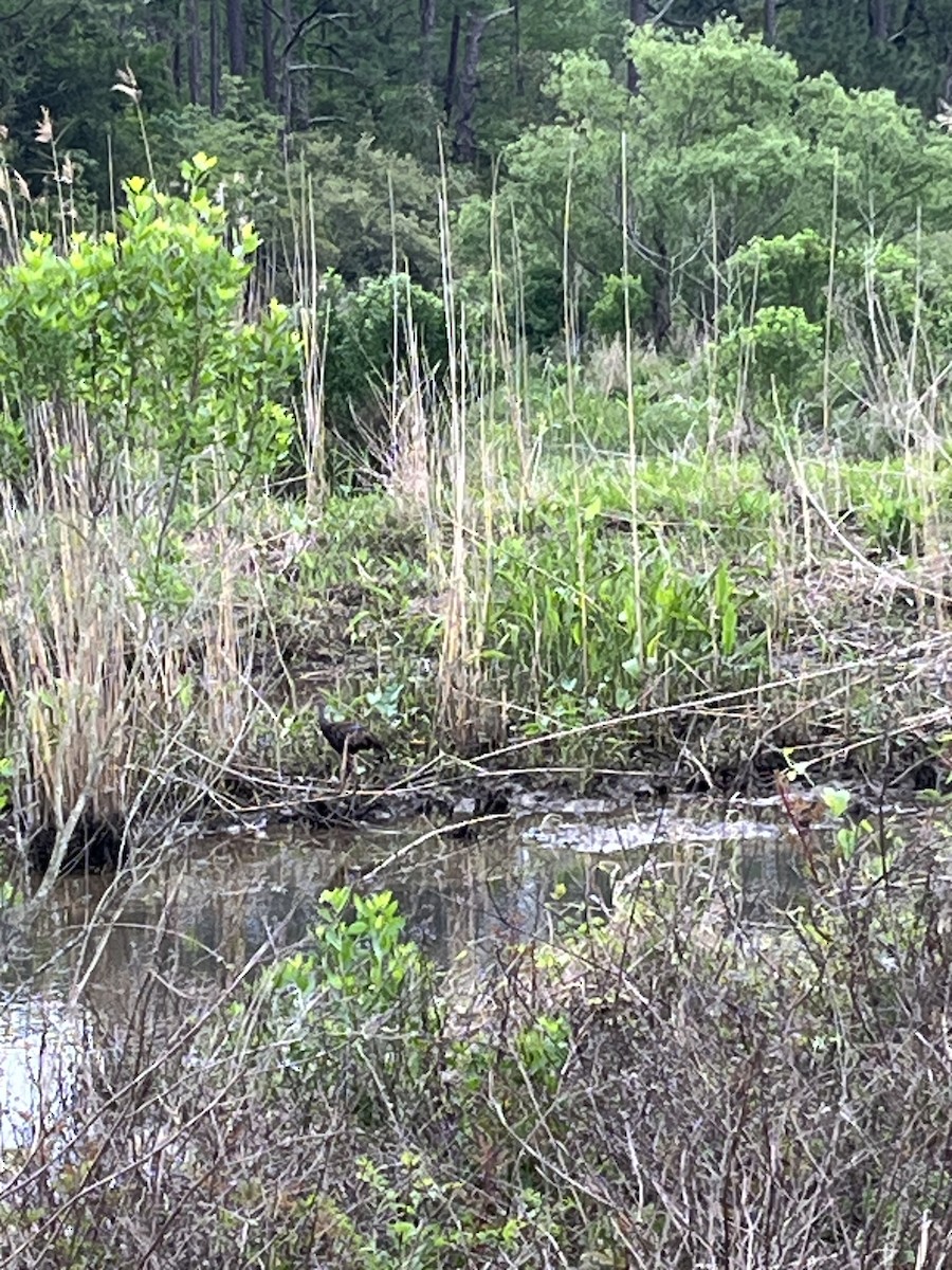 Limpkin - David Hewitt