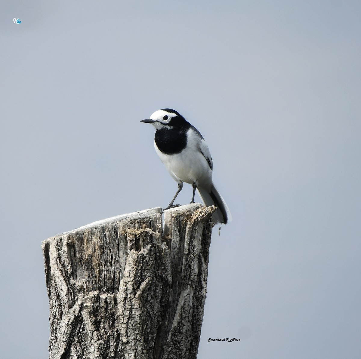 White Wagtail - ML616812450