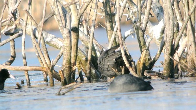 Eurasian Coot - ML616812474