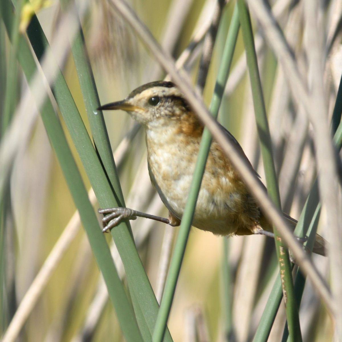 Wren-like Rushbird - ML616812477