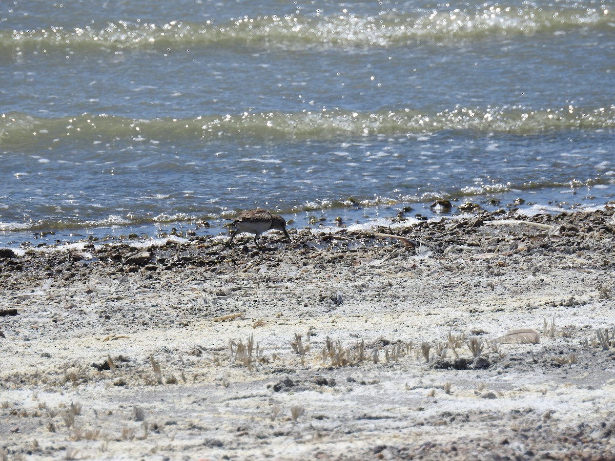 Baird's Sandpiper - ML616812483